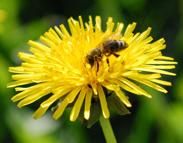 pszczoła na kwiecie mniszka pospolitego